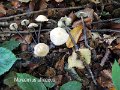 Mycetinis alliaceus-amf1262-1